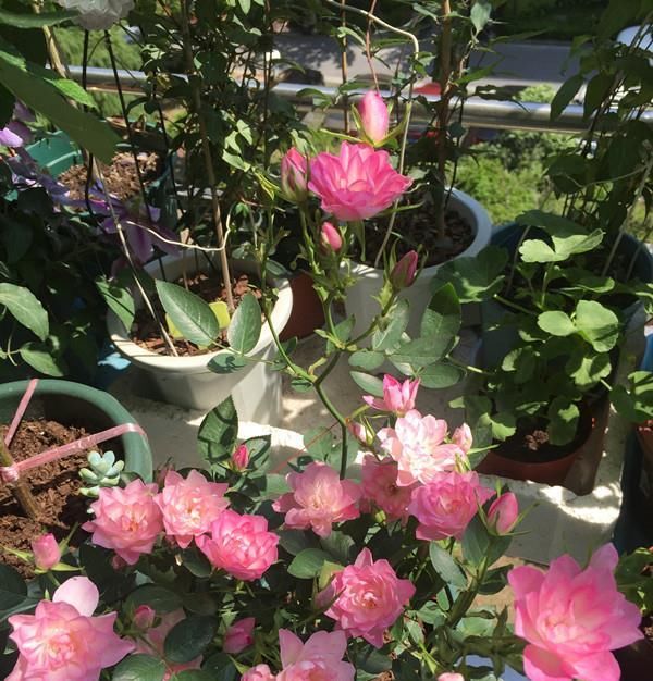  【值得】此盆栽植物花期超长，四季开花，漂亮似荷花，好养易活，值得拥有