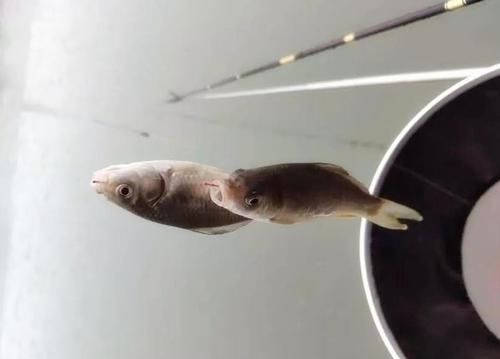  巧用：钓鱼如何巧用蚯蚓？“蚯蚓”钓鱼到底是挂一整条？还是挂一截？