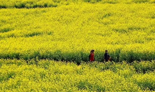 中国最美的油菜花海,油菜花逐渐“染黄”了神州大地