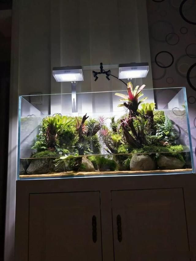  「养草」从养鱼到养草，从雨林缸到水陆缸 | 10年水族之路