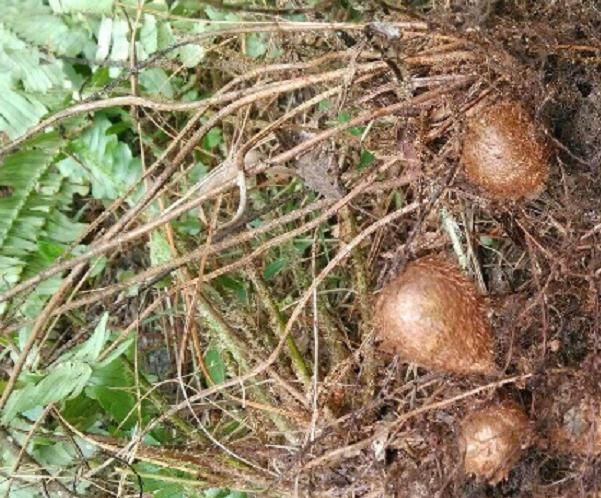  「识货」农村一果子名叫“凤凰蛋”过去农民不识货，如今却很珍