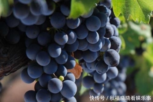  『葡萄』女人不想满脸皱纹，多吃四种水果，舒展皮肤，重回十八岁！