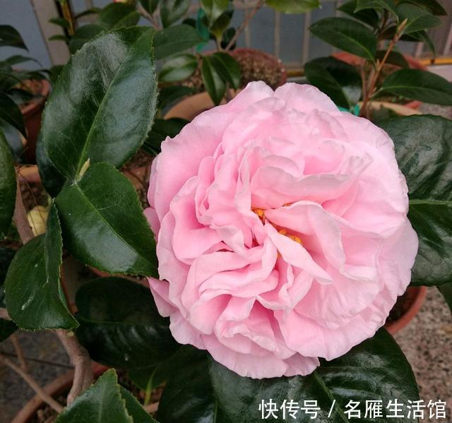  『旺盛期』新芽旺盛期的茶花盆土太板结可以换盆吗？换错盆新叶枯来年不开花