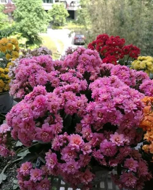  『开完』3种花开完剪一剪，20天又冒花芽，开完一茬又一茬！