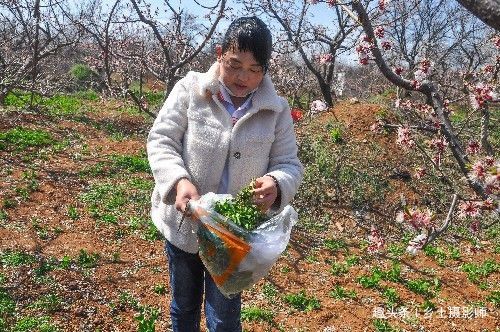  『美味』春暖花开，农村妇女到野外挖一种野生“美味”，遍地生长你吃过吗