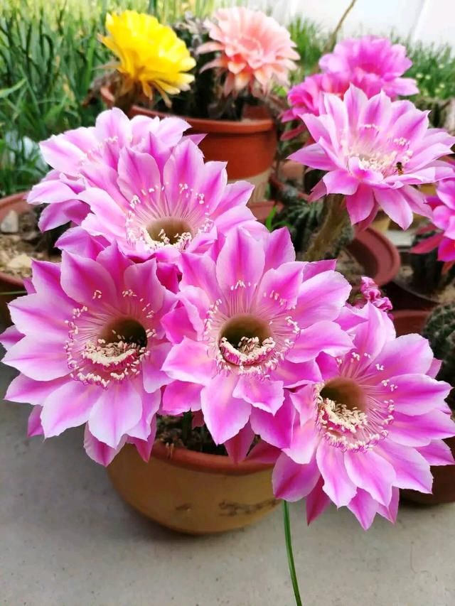  「花苞」仙人球花期短？这2个品种是劳模，一次能开30朵、开完一茬又一茬
