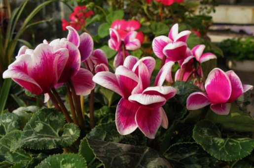  『喜欢』喜欢在家养殖花卉，就养这几款花卉，花开万紫千红，开花绚烂繁盛