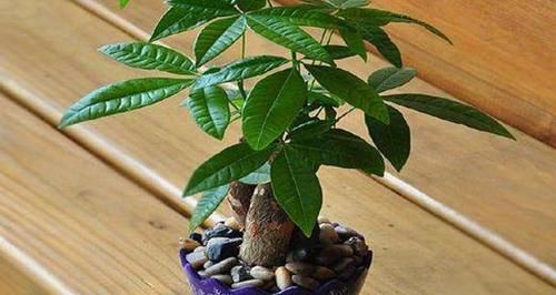 「储水」这些花草,储水能力强,家里养上几盆,30天不浇水也没事!