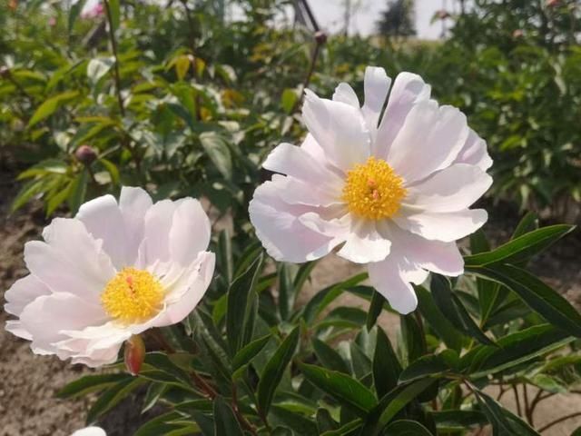 「旋律」接棒牡丹,芍药在辰山植物园奏响爱的旋律