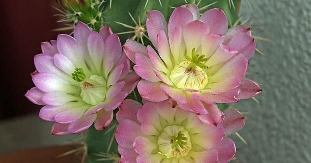 『蔷薇』还在养普通仙人掌?多肉大蔷薇虾,样子好看,开花不同