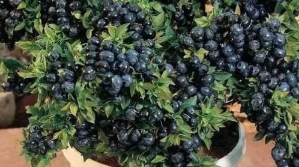  「花儿」露台、院子就养这些植物,四季有花儿开,枝头挂满果,太漂亮了
