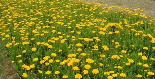  「好玩」植物戴上动物的名字以后惊艳了世界，8种带“鸡”的植物太好玩