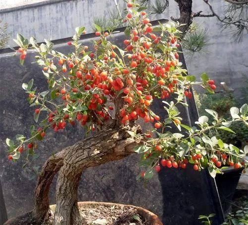  清洗干净■这4种花不仅长得漂亮，掐下叶子就是一盘菜