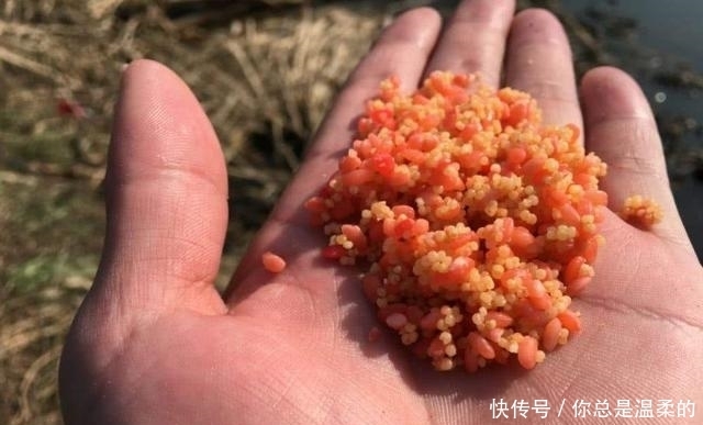  【钓灵】走水钓鱼，是钓灵还是钓顿？你怎么看
