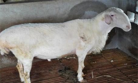  「湖羊」养殖湖羊，这几点要注意