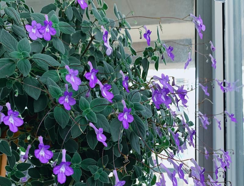  【值得】忘了绿萝吊兰吧，这种盆栽绿植，花叶共赏，开花勤快，更值得拥有