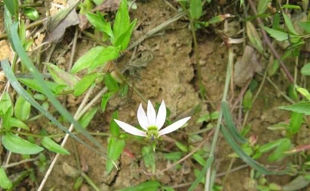  『有助于』只开半边花，人称“半边莲”，把它种在房屋外，有助于驱赶蛇虫