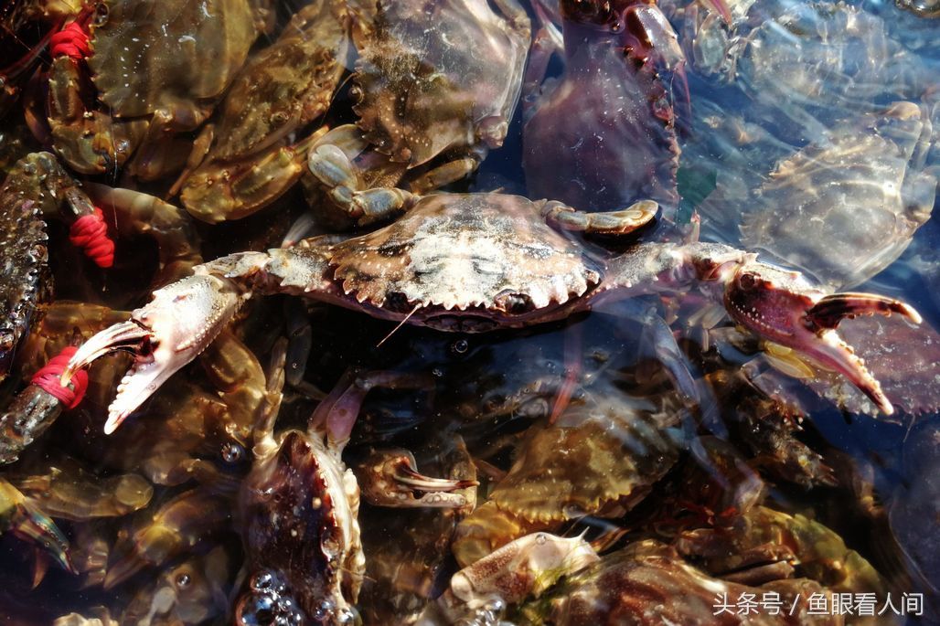 菜市场石蟹打破梭子蟹一统天下 最大60块钱一斤 其他与梭子蟹相仿