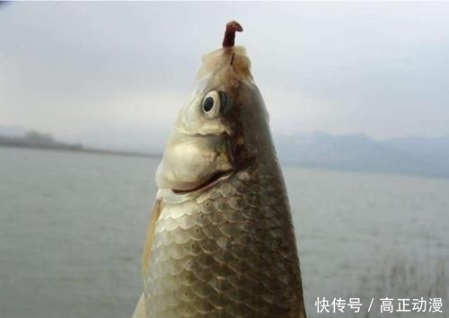  [中招]别以为用蚯蚓钓鱼很简单，其实犯这3个错的人很多，你中招没？