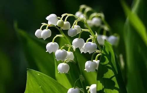  【养盆】喜欢菊花，不如养盆“菊中精品”白毛菊，似雪白绒球，唯美高贵！