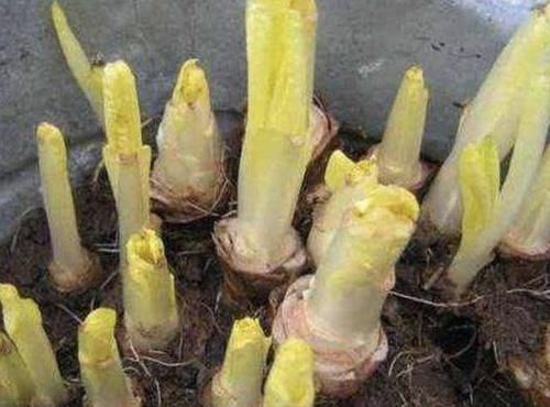 『菊苣』在阳台种植“黄金菜”,1个月后比“文竹”美,摘了一茬又一茬!