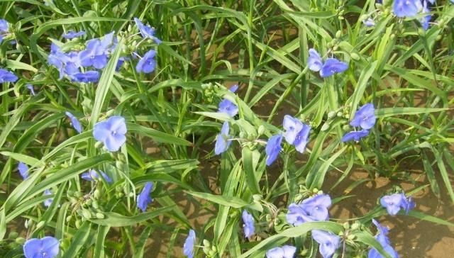  【需求量】长在农田里的这种植物，农民以前用它来喂家禽，如今