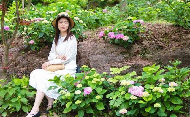  [绽放]夏天里最大的花 百亩绣球天坪山迎风绽放