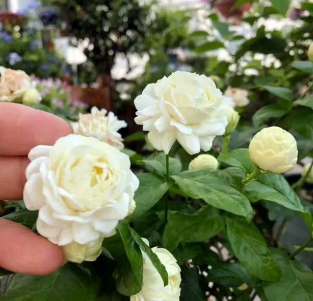 桩头:开春发芽的茉莉花小老桩头,重剪造型一个月还不长新芽?