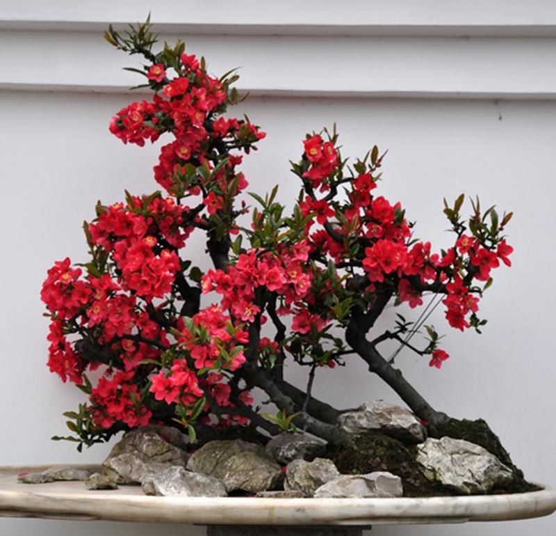  「建议」开春了！建议爱花的人，种这几款花卉，花香四溢蝴蝶飞