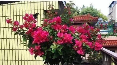  「停歇」2种“开花机器”，一年300多天不停歇，养2盆，天天有花看，值！