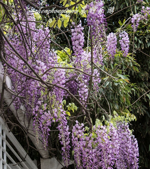  [老歌]见到紫藤花，想起经典老歌：山中只见藤缠树