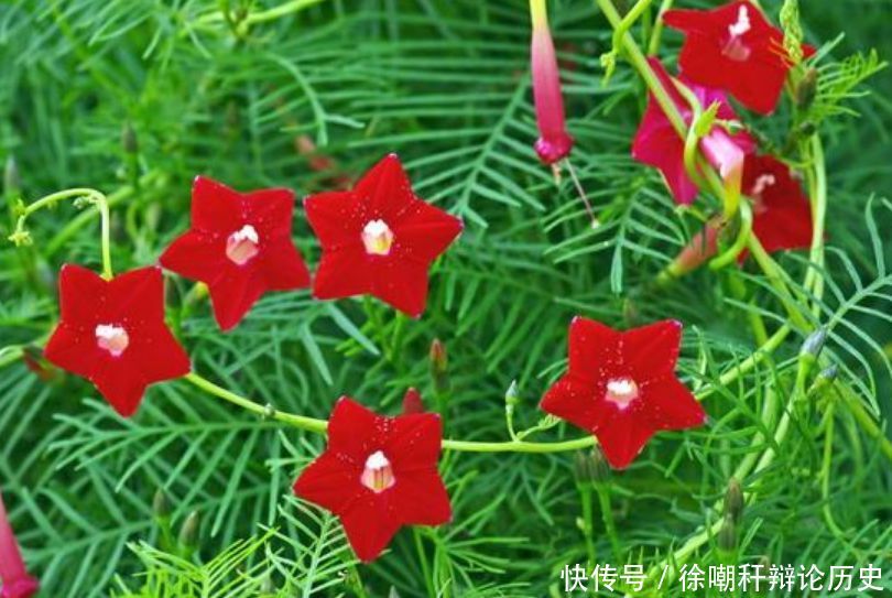  [漂亮]家里养花，就选4种“耐旱花”，好养又漂亮，开成小花海！