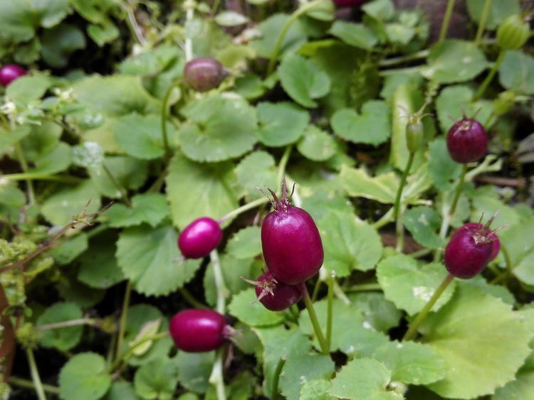 农村草丛里的小茄子,老人说“蛇吃过”不能碰,殊不知价值好珍贵