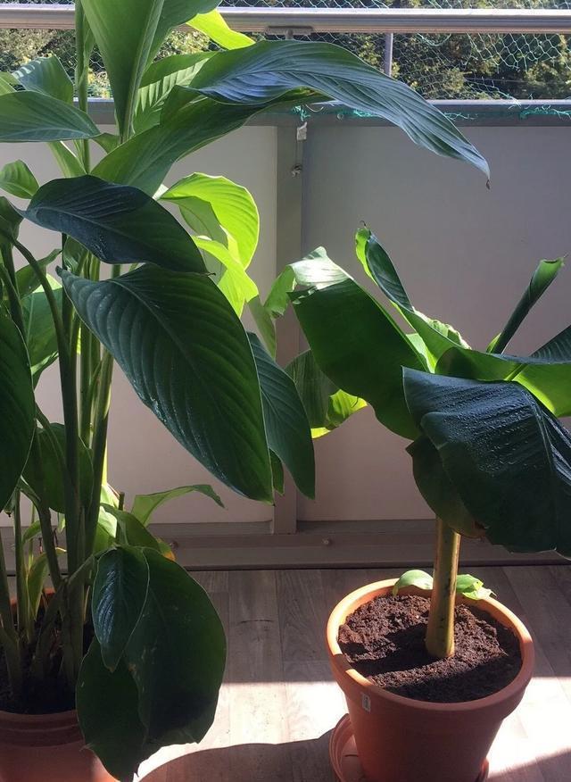 适合@10种适合室内的小众花,今年超流行,点缀家居,越养越精致