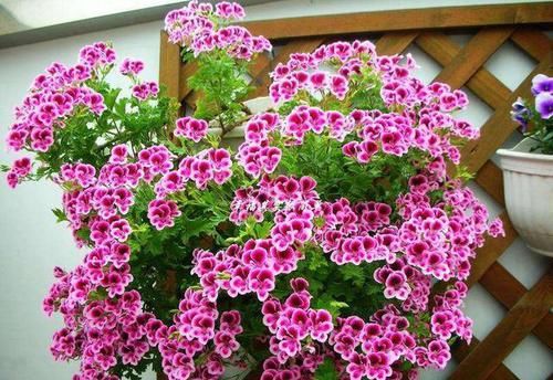  『繁殖力』这些花，繁殖力强大，扔进土里就发芽，爆盆式的开花