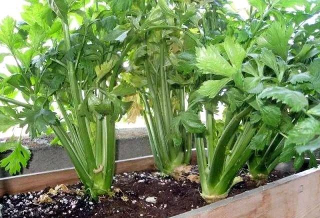 「蔬菜」不能在光线不好的阳台上种菜吗？即使是漫长的黑暗的一天