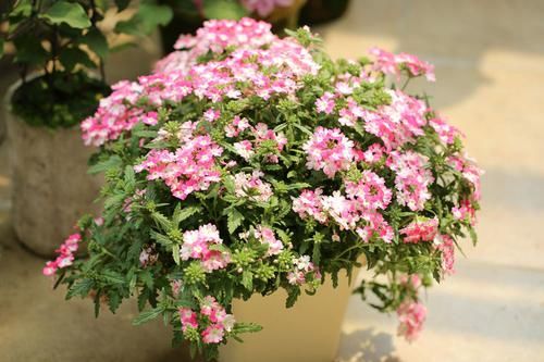  花型@喜欢养花，推荐养这四款，花型奇特漂亮，四季开花不断