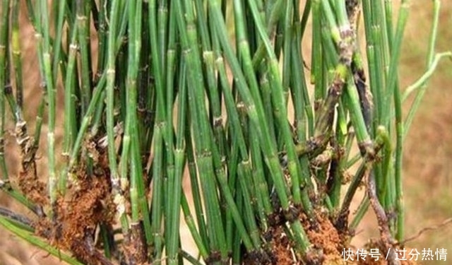  【草药】农村常见的野草，人称“节节草”是珍贵的草药，可治疗