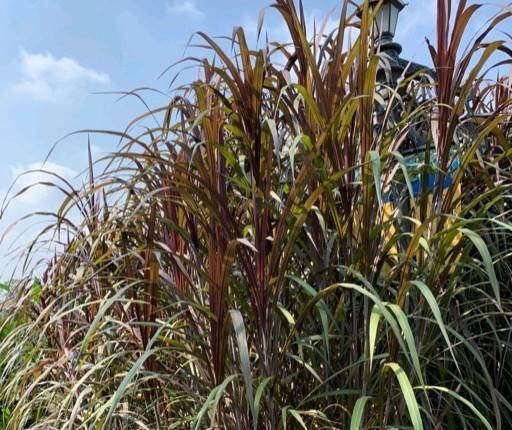 把这些“野草”搬进花园，感受一年四季的自然野趣