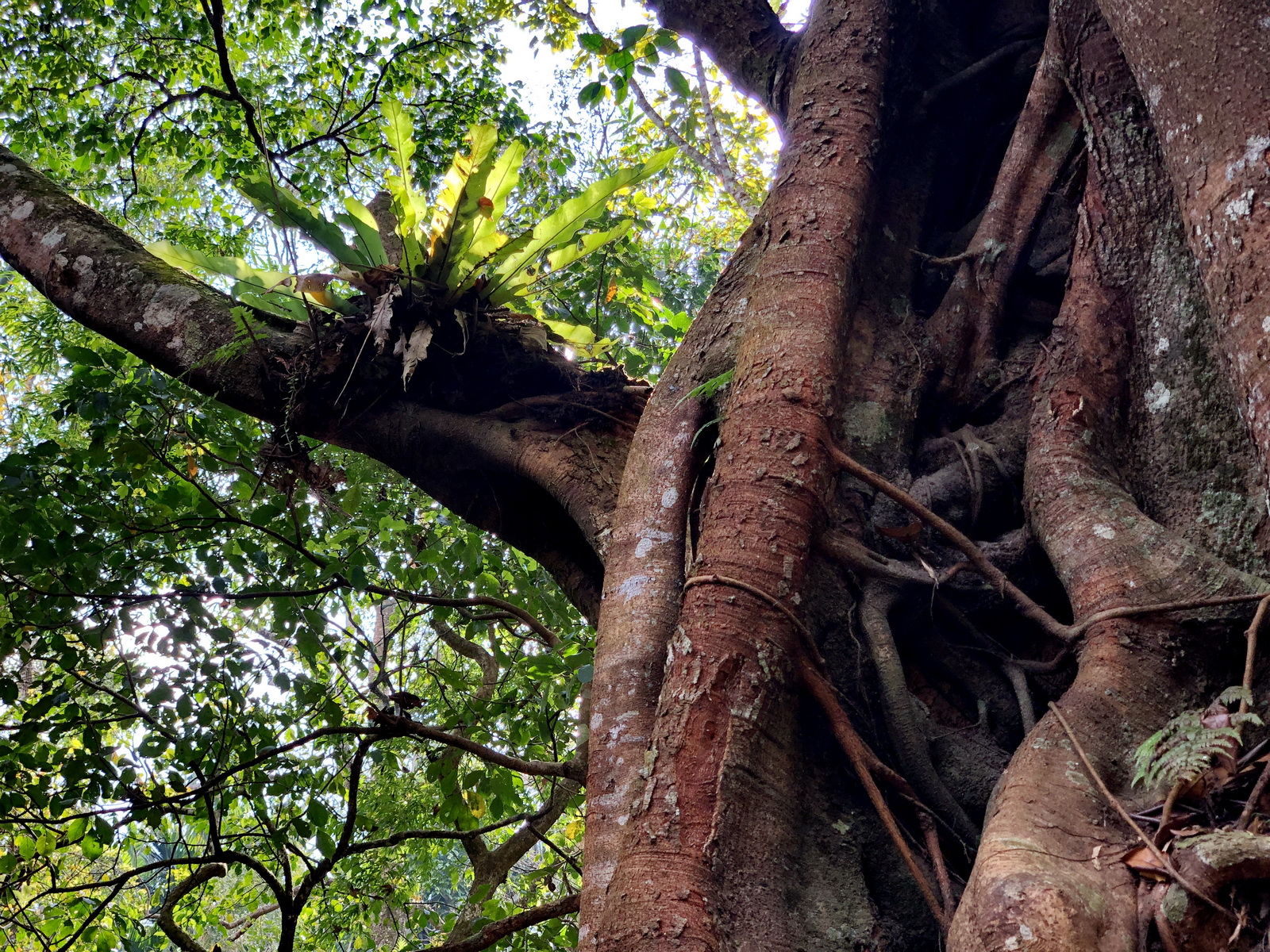海南岛五指山区热带雨林“空中花篮”