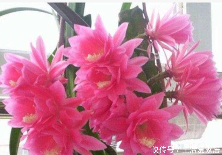  【漂亮】4种漂亮花，好养易活，花开不断，挤满整个阳台，你喜欢哪一种