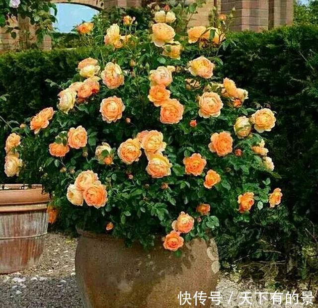 【拿来】30斤的大水缸,拿来养花成宝贝,怪不得都抢着要!