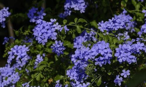 『放在光线』15种室内常见花卉的养护要点,赶紧收藏吧