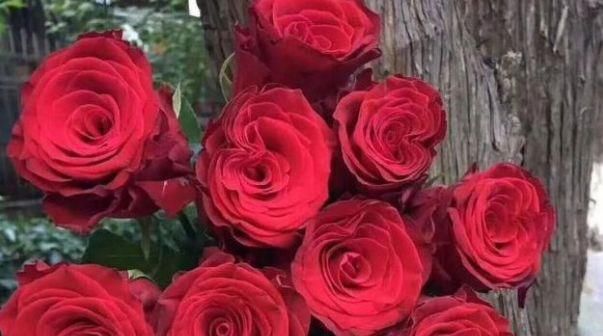  堪称：“精品玫瑰”罗德斯，丝绒般柔和，红艳似火，堪称养花必备！