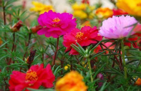  【珍品】“珍品玫瑰”朦胧的朱迪，花开金灿灿，果香四溢，可以说养花首选