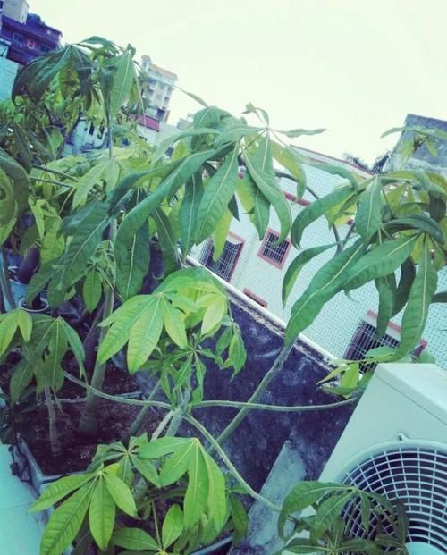  「温度过低」发财树特别适合懒人养，勤快人养几天就能养死