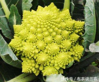 现在吃这4种野菜,治皮肤病,胃炎肝炎,降三高,想