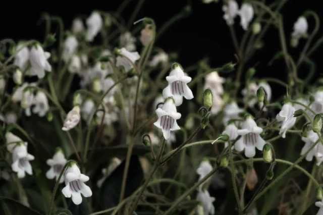  「上海植物园」盾叶苣苔磨砺四年终绽放