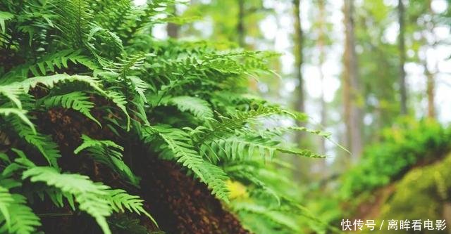  【蕨类植物】蕨类植物｜松叶蕨是不是濒危物种如何栽培养护