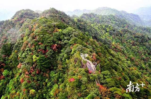 太美了！广东推出3条精品森林旅游线路，看看都有哪些？